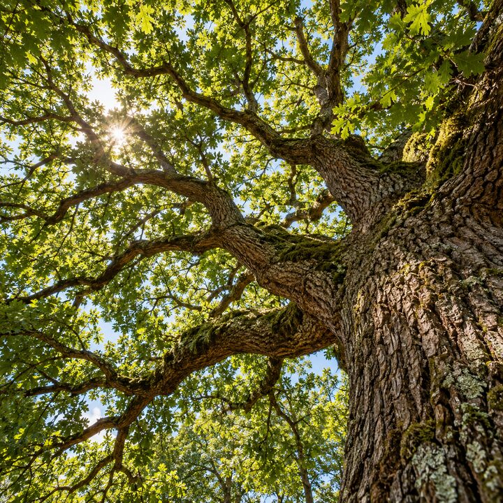 Trees