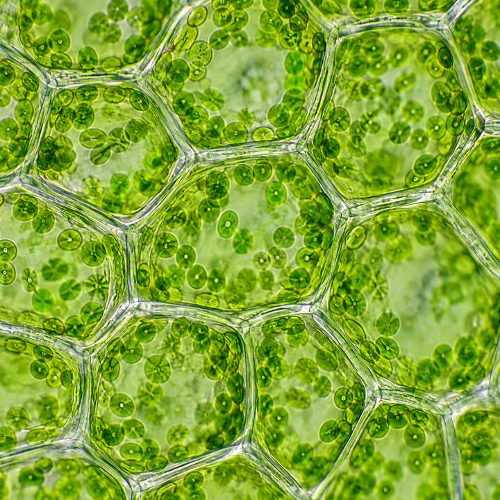 Plant Cells