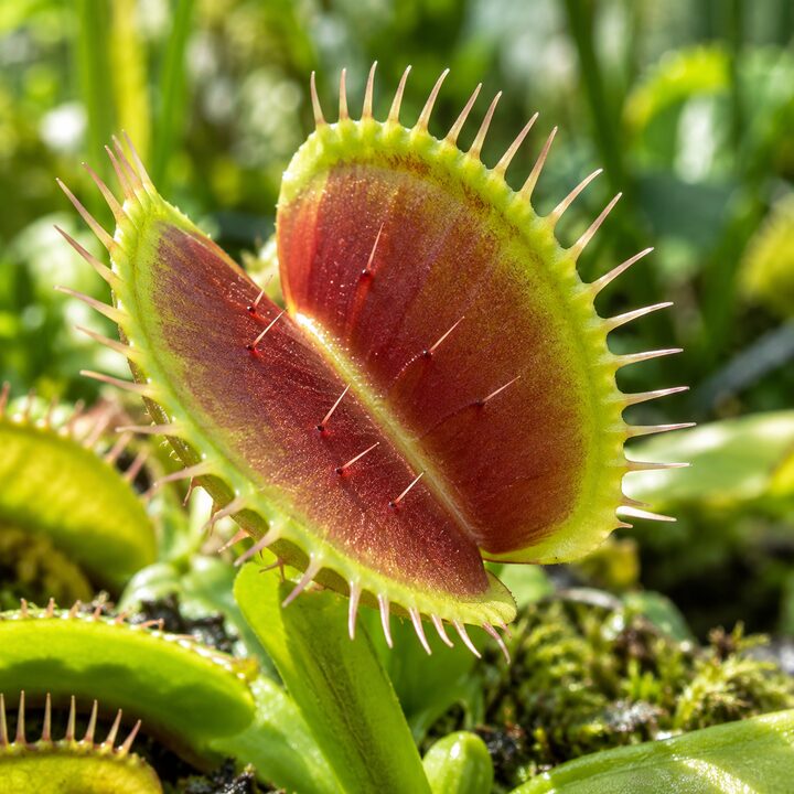Carnivorous Plants
